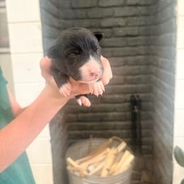 Blackie - Black and white male Border Collie puppy in Taylor, Arizona from Vowell Farm Border Collies