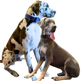 Great Dane puppies from Pilot Danes