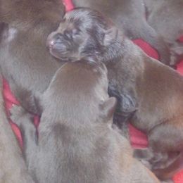 Labrador Retrievers from Mike Carosello's Labrador Retrievers