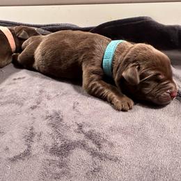 Light Blue Boy - Chocolate male Labrador Retriever puppy in Rock Hill, South Carolina from North Star Retrievers