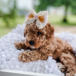 Coral - Red  female Poodle puppy in Chapel Hill, North Carolina from Cyndi’s Poodles