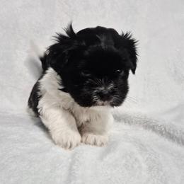 Zoe - Black and white female Mal-Shi puppy in Austin, Texas from Austin Maltese Babies