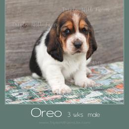 Oreo - Black white and brown male Basset Hound puppy in Jefferson City, Missouri from Triple Hill Farm