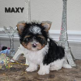 MAX - male Biewer Terrier puppy in Modesto, California from Granny's yorkshire Terrier Modesto California