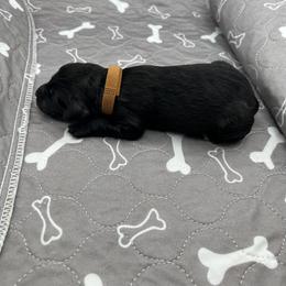 Boy 3 - male Barbet puppy in New Bedford, Massachusetts from Barbie's Barbets