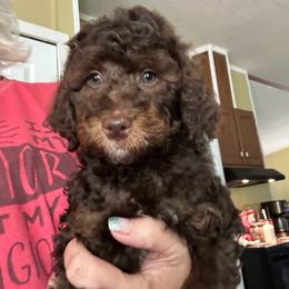 Maxwells - Phantom male Goldendoodle puppy in Waynesboro, Virginia from Forest Creek Kennel