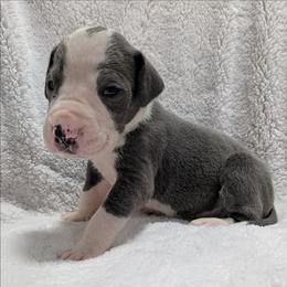 Magneto - Mantle male Great Dane puppy in Bay City, Michigan from Monarch Danes
