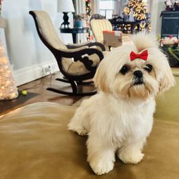 Brinklee - Shih Tzu