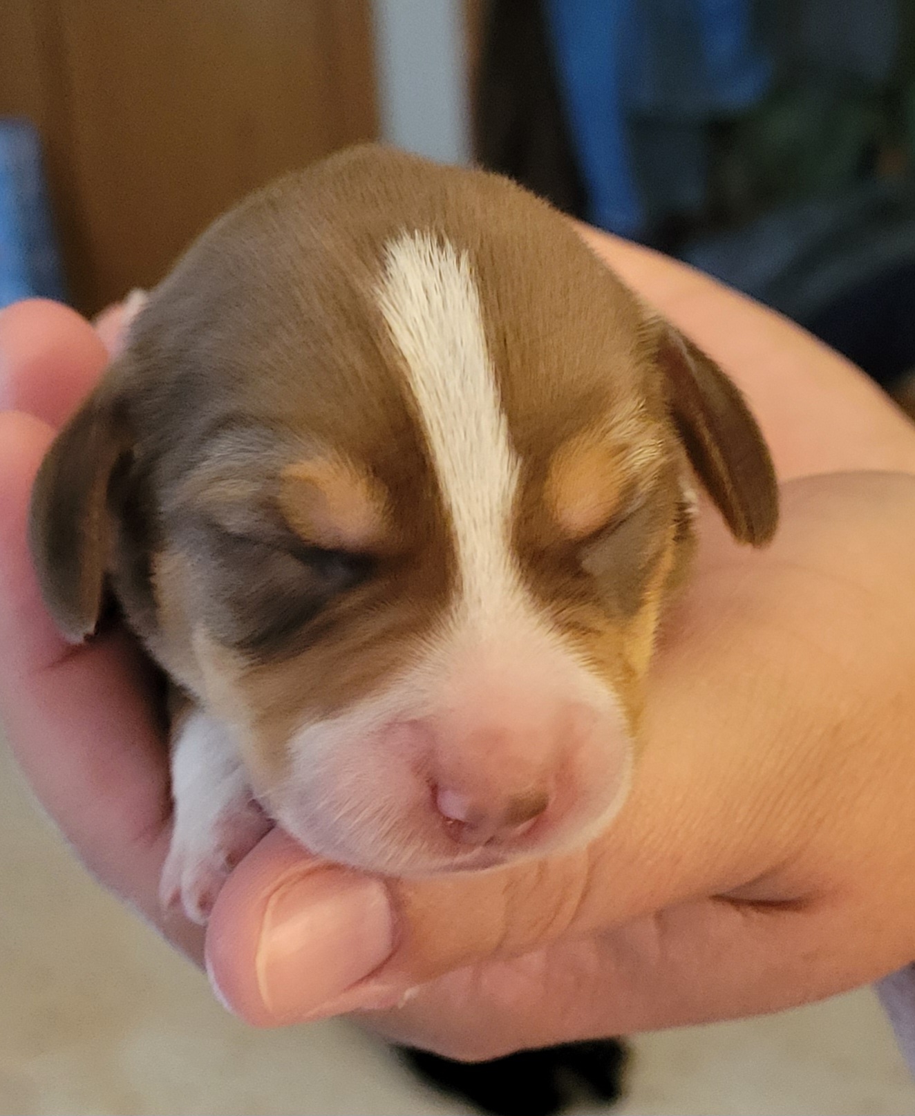 Beagle Puppies from I Wanna Hunt Too