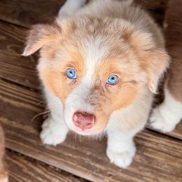 AKC Belle - Red merle female Australian Shepherd puppy in Call, Tx, Texas from Stover's Australian Shepherd's, LLC