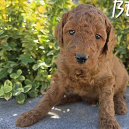 Aussiedoodle, Bernedoodle, Poodle, and Sheepadoodle Puppies from Draper Mountain Doodles