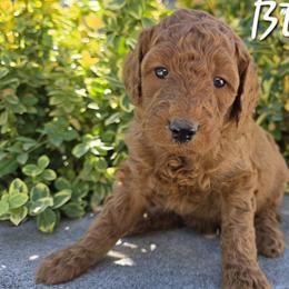 Aussiedoodle, Bernedoodle, Poodle, and Sheepadoodle Puppies from Draper Mountain Doodles