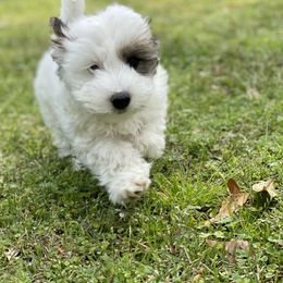 Coton de Tulear Puppies from Cotton Row Cotons