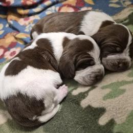 Bracco Italiano and Chihuahua Puppies from Snow Peak Kennel