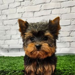 Todd SMALL (319)48O-6152 - Blue and gold male Yorkshire Terrier puppy in Monticello, Iowa from Ashley’s Puppies