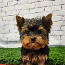 Todd SMALL (319)48O-6152 - Blue and gold male Yorkshire Terrier puppy in Monticello, Iowa from Ashley’s Puppies