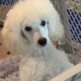 Boomer - Cream male Poodle puppy in Aubrey, Texas from MD's Miniature Poodles