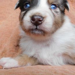 Australian Shepherd Puppies from Wagon Wheel Aussies