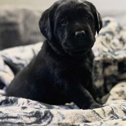 Girl 1 - Black female Labrador Retriever puppy in Buffalo, New York from Cedar Patch Labradors