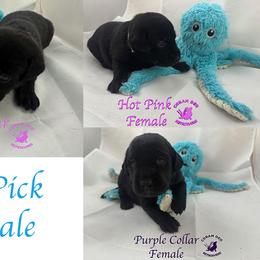 Third Pick Female - Black female Labrador Retriever puppy in Greater Houston Area, Texas from Coram Deo Retrievers