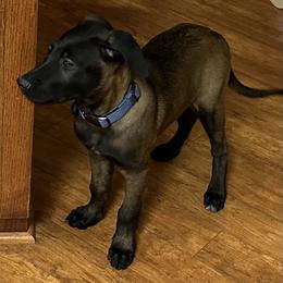 Belgian Malinois and xDutch Shepherd Puppies from Alliance K9
