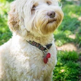 Australian Labradoodle All Grown Up from Lake Lure Labradoodles