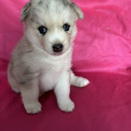 Pomsky Puppies from Miles of Smiles Pomskies
