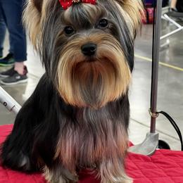 Yorkshire Terrier Puppies from Yvette Copeland's Yorkshire Terriers