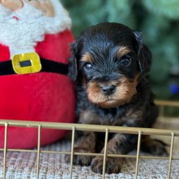 Steve - Tri-color male Cavapoo puppy in Yuciapa, California from AlltheDoodlez_