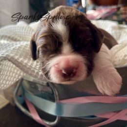 English Springer Spaniel Puppies from Sparks Springer Spaniels