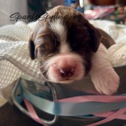 English Springer Spaniel Puppies from Sparks Springer Spaniels