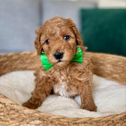 Green - Red  male Goldendoodle puppy in Eagle Mountain, Utah from Meadow Ranch Pups