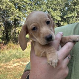 Dachshund Puppies from Beanies Babies