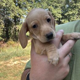 Dachshund Puppies from Beanies Babies