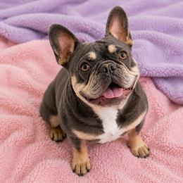 Daisy - Blue fawn female French Bulldog puppy in Vanceburg, Kentucky from Hearts of Faith French Bulldogs & Long-Haired Dachshunds