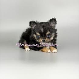 Bonnie - Black and tan female Chihuahua puppy in Anderson, South Carolina from Lil Treasures Chihuahuas