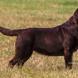 Gordon Setters and Labrador Retrievers from Fenwyck