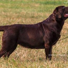 Gordon Setters and Labrador Retrievers from Fenwyck
