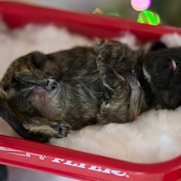 Shih Tzu Puppies from Sun Shih Tzu