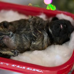 Shih Tzu Puppies from Sun Shih Tzu