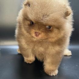 Pomeranian Puppies from Uniquepombabies