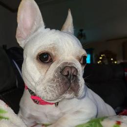 American Corgis and French Bulldogs from K & K Kennel