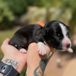 Surge - Black tri male Miniature American Shepherd puppy in Tucson, Arizona from Outlaw Minis