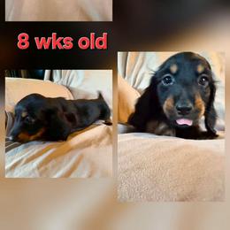 Echo's Boy 3 - Black and tan male Dachshund puppy in Grand Junction, Michigan from J.C fur babies