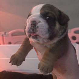 Heidi - Red and white female Bulldog puppy in Ranson, West Virginia from EMR’s Bulldogs