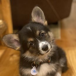 Pembroke Welsh Corgi Puppies from Walkabouts Corgis