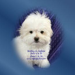 Bentley - White male Maltese puppy in Silverhill, Alabama from Malteseuluv’s Tiny Treasurers