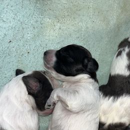 English Springer Spaniel and Springerdoodle Puppies from Springerdoodles In MI