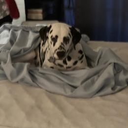 Dalmatian All Grown Up from Rosais Acres LLC