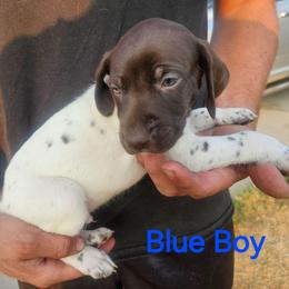 Blue Boy 7 - White and liver male German Shorthaired Pointer puppy in Lindsay, California from Dori's Danes